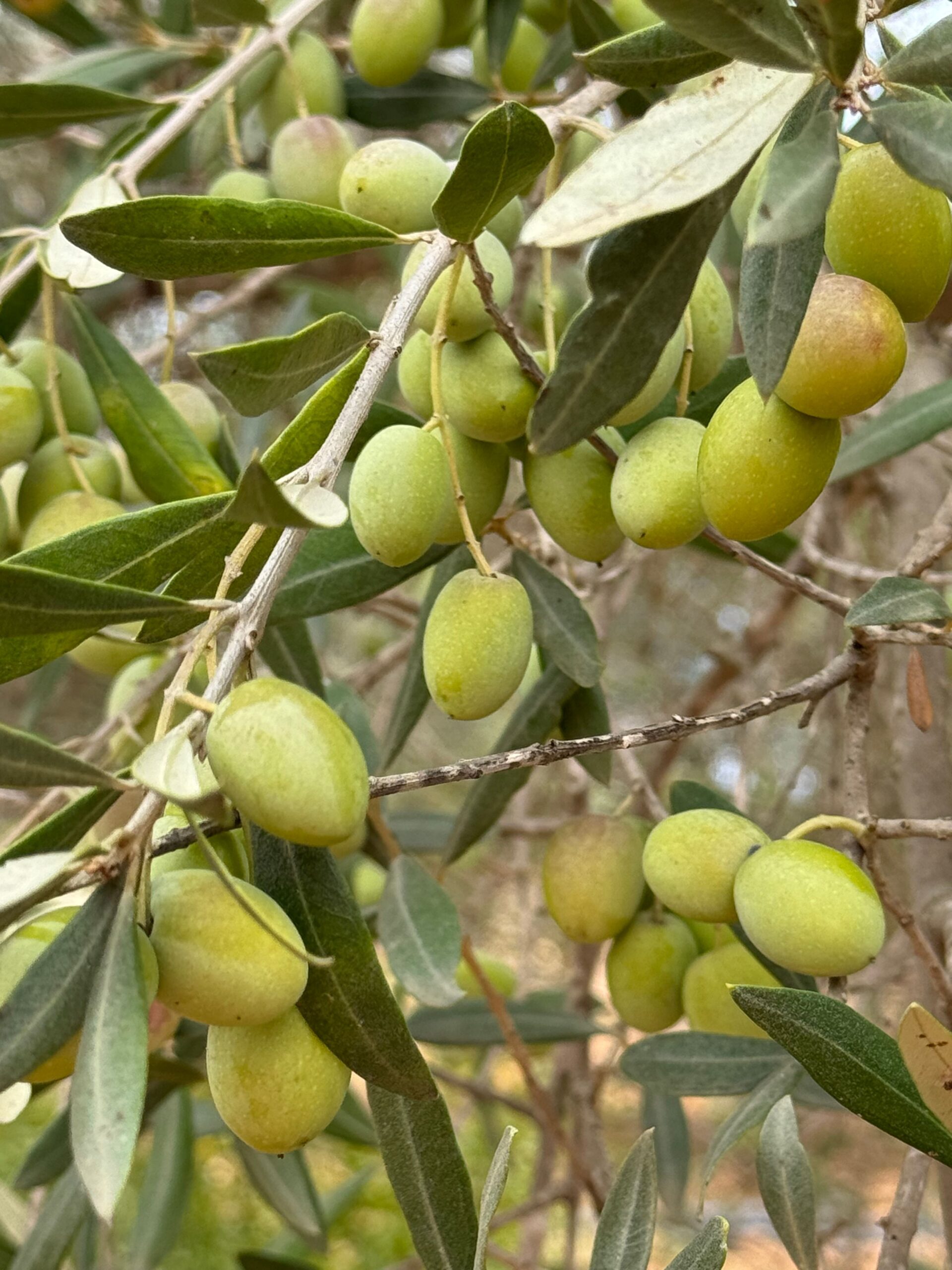 Come Ridurre le Vibrazioni negli Scuotitori di Olive e Abbacchiatori